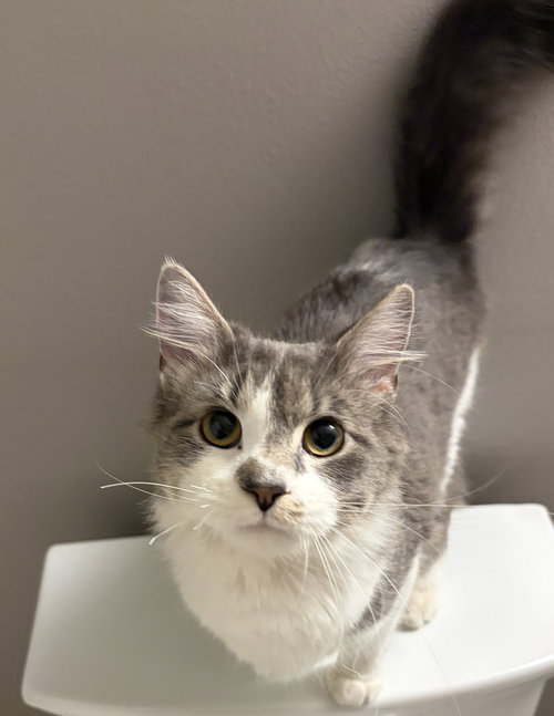 Willow, an adoptable Domestic Medium Hair in O'Fallon, MO