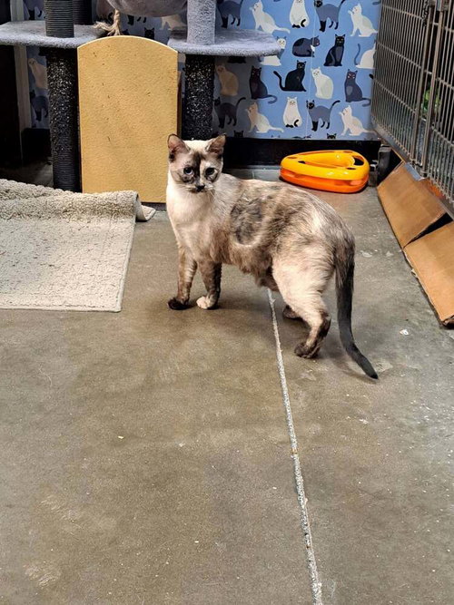 Elsa, an adoptable Domestic Short Hair in O'Fallon, MO