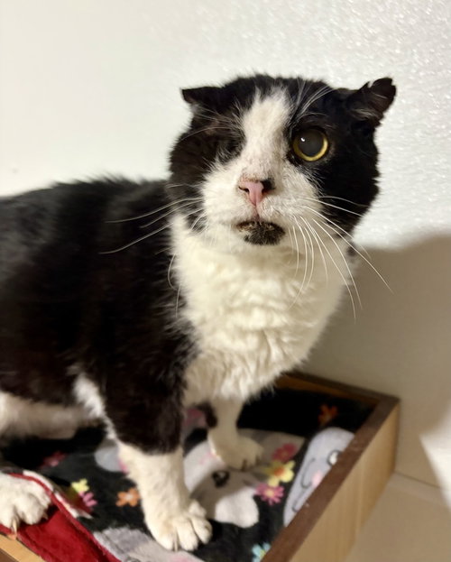 Scruffy, an adoptable Domestic Short Hair in O'Fallon, MO