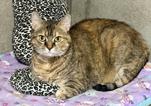 Sophie, an adoptable Domestic Short Hair in O'Fallon, MO