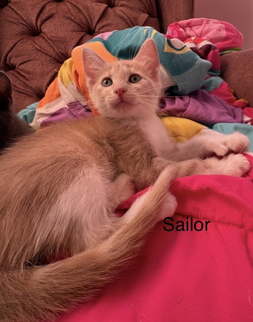 Sailor, an adoptable Domestic Short Hair in O'Fallon, MO