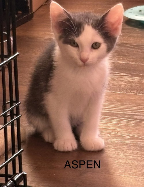 Aspen, an adoptable Domestic Short Hair in O'Fallon, MO