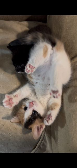 Holly photo 2