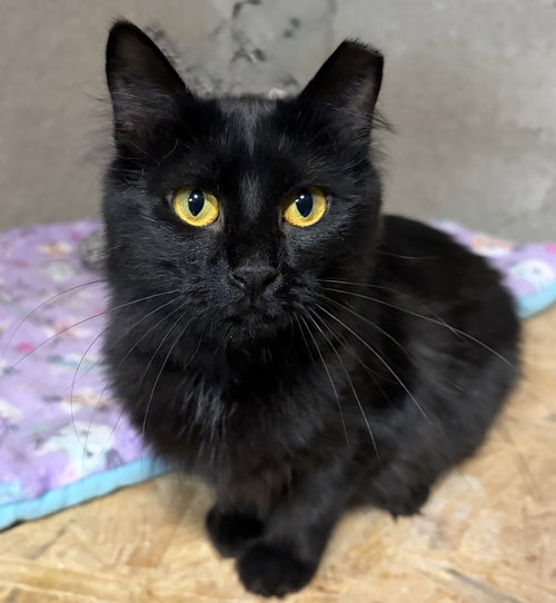 Maya, an adoptable Domestic Medium Hair in O'Fallon, MO