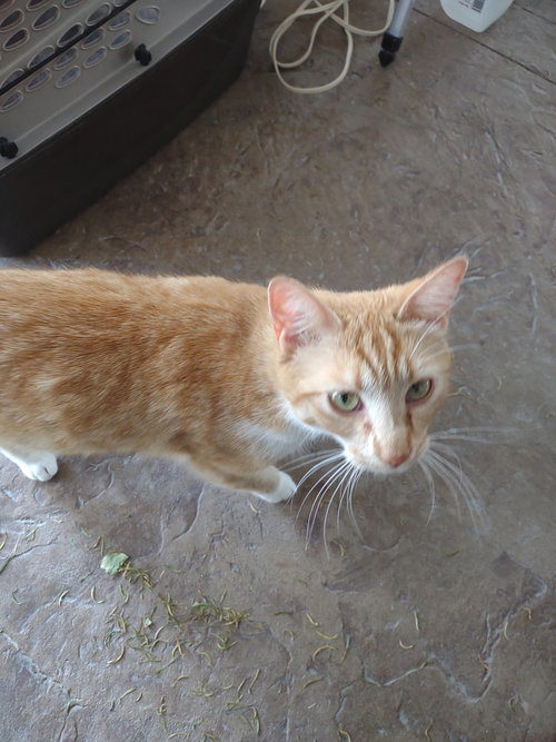 Tink (Tinkerbell), an adoptable Domestic Short Hair in O'Fallon, MO