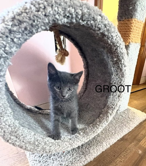 Groot photo 4
