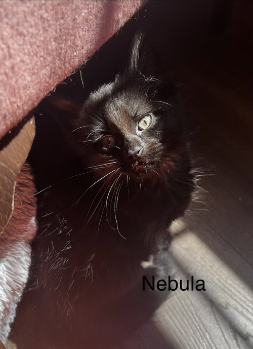 Nebula