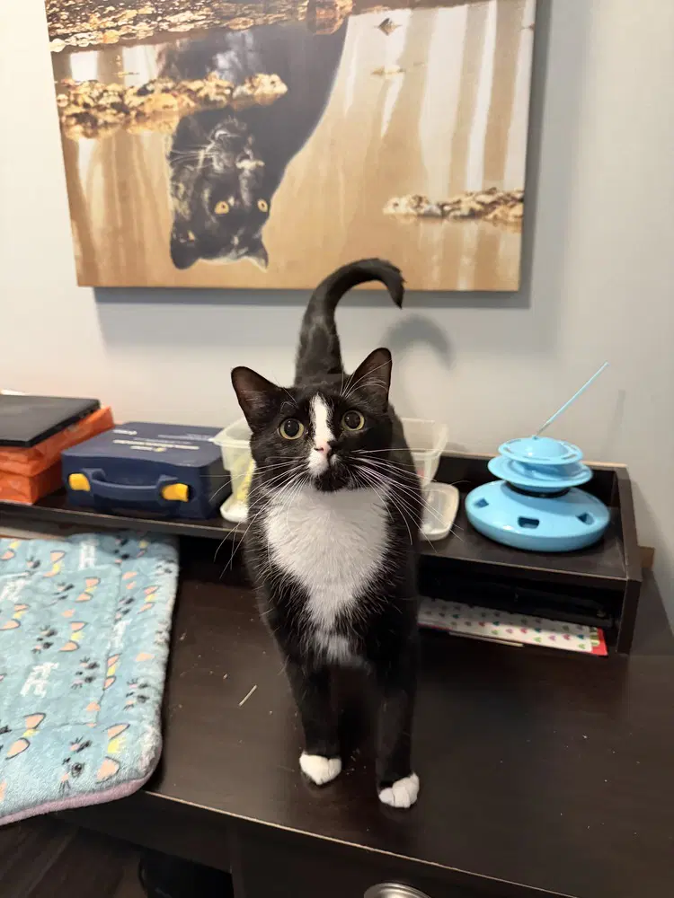 Sylvester - Domestic Short Hair