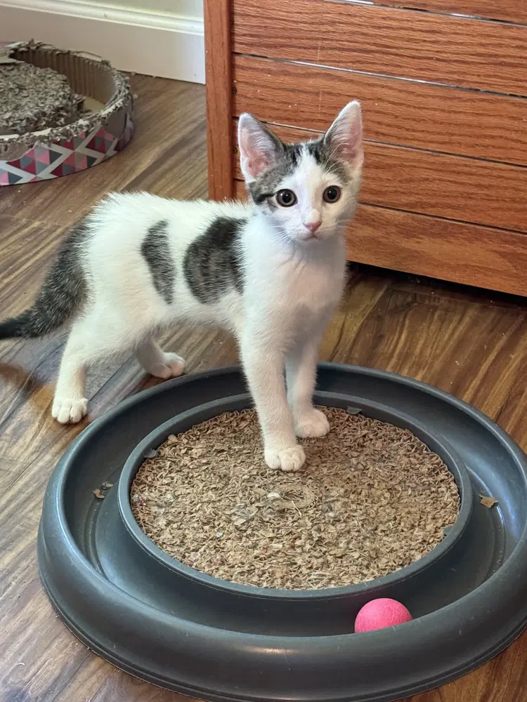 Patrick - Domestic Short Hair