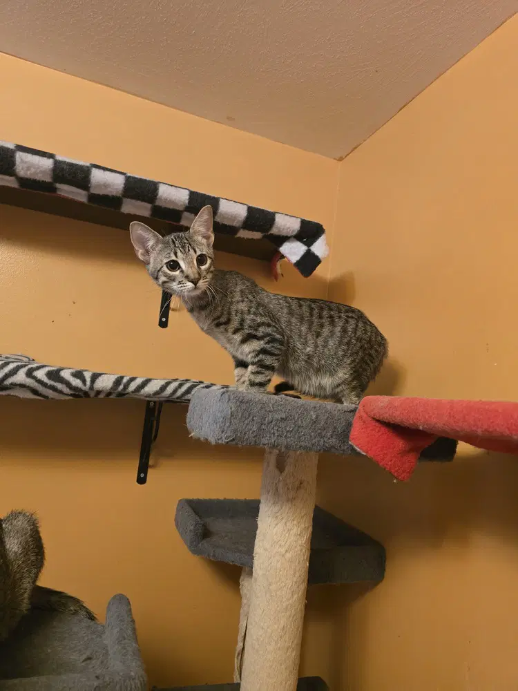 Dara - Domestic Short Hair