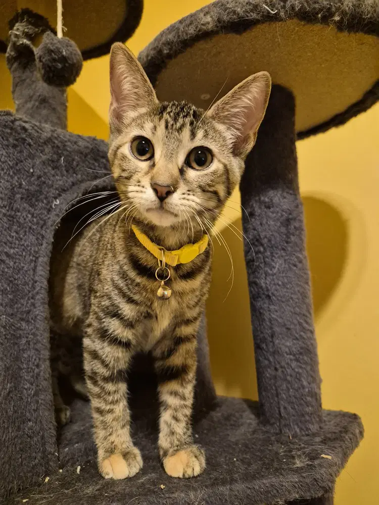 Pule - Domestic Short Hair