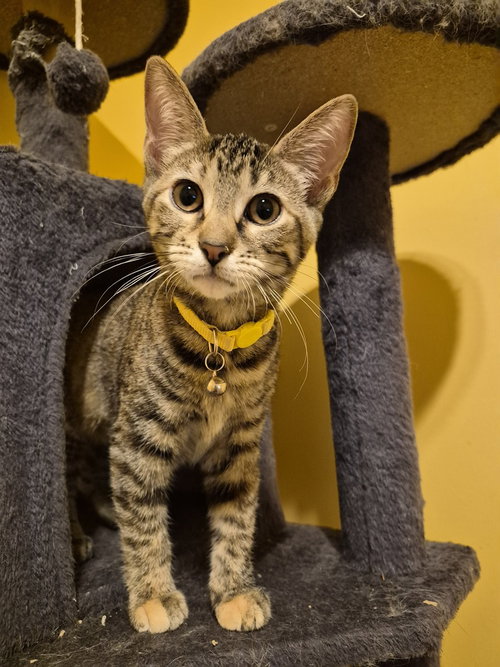 Pule, a cat for adoption from Heartland Humane Society of Missouri