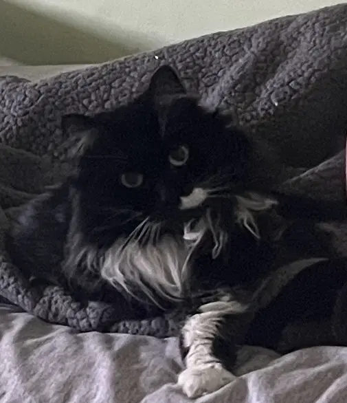 Molly - Domestic Long Hair