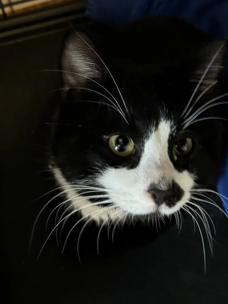 Tux - Domestic Short Hair