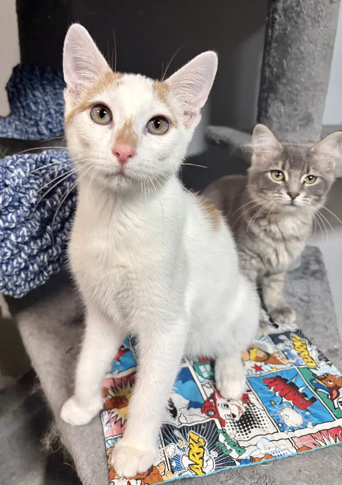Jack - Domestic Short Hair