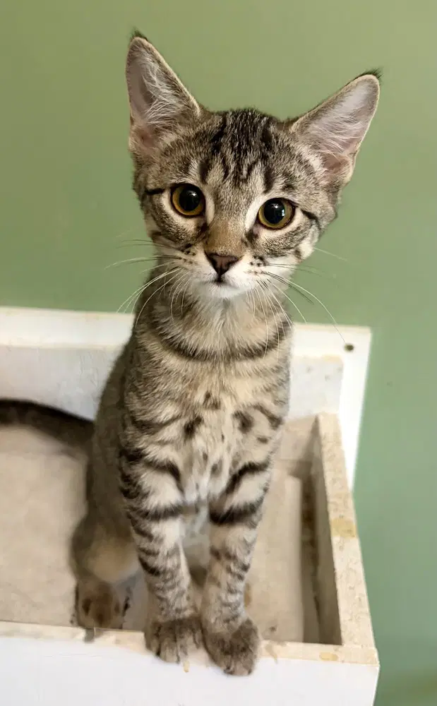 Tinkerbell - Domestic Short Hair