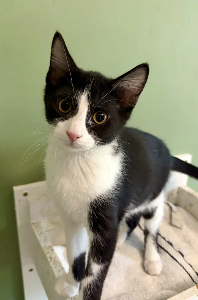 Hook - Domestic Short Hair