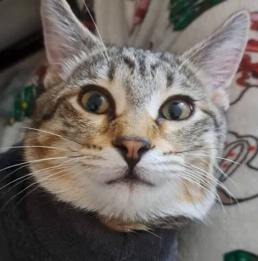 Finch - Domestic Short Hair