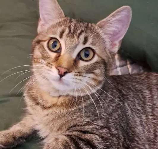 Goose - Domestic Short Hair