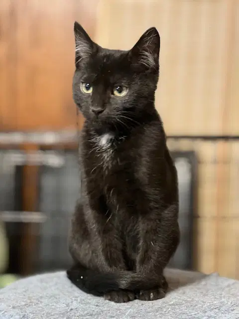Dallas - Domestic Short Hair