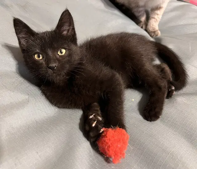 Denver - Domestic Short Hair
