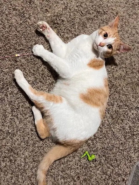 Jasper - Domestic Short Hair