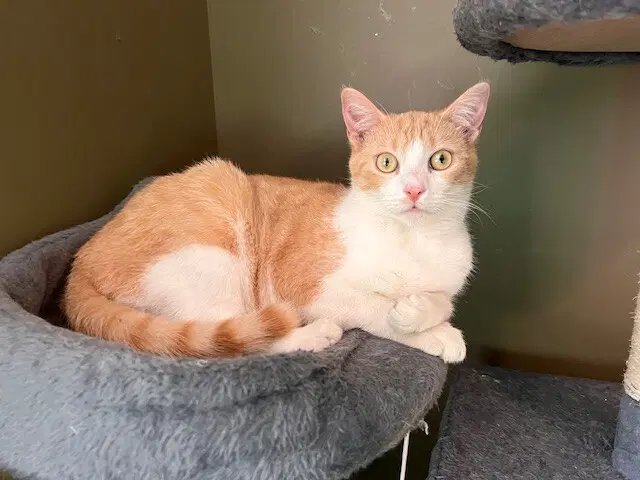 Titan - Domestic Short Hair