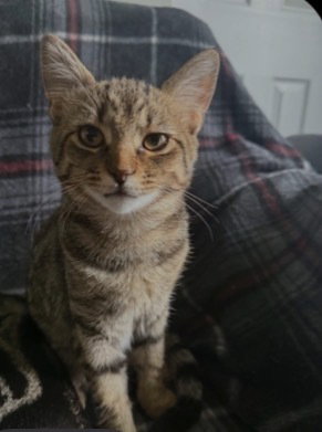 Ruby, a cat for adoption from Heartland Humane Society of Missouri
