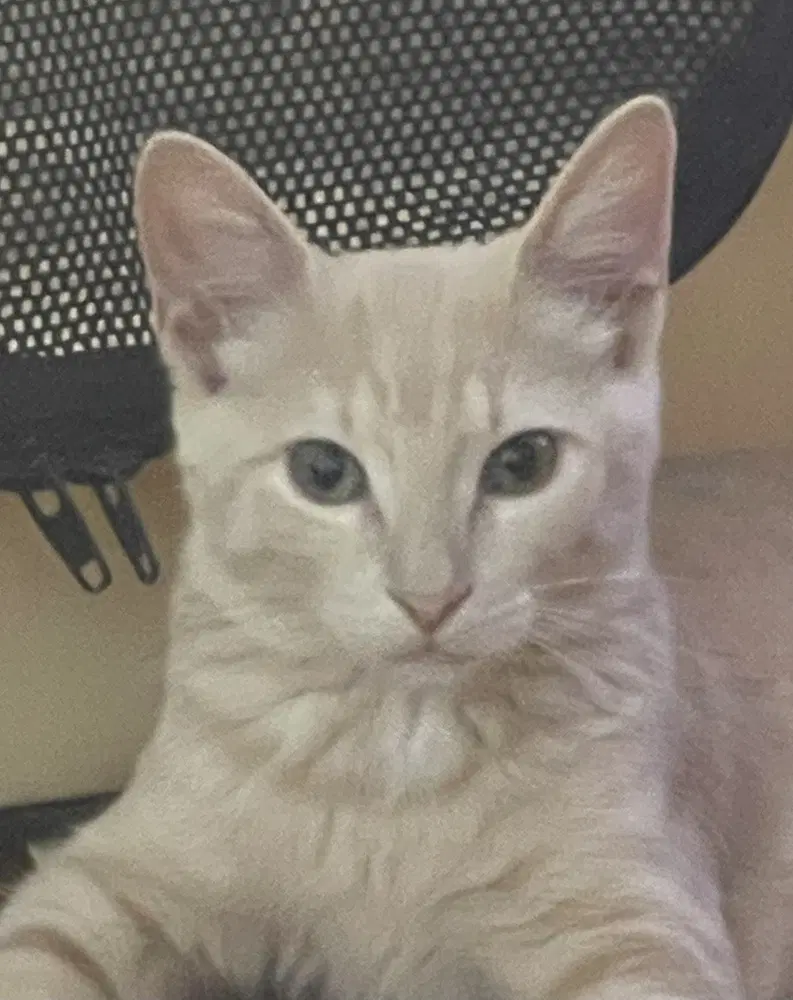 Opal Ann - American Shorthair