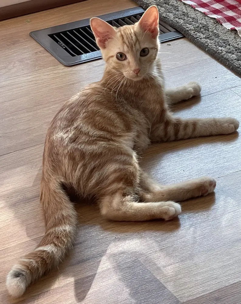 Penny Mae - American Shorthair