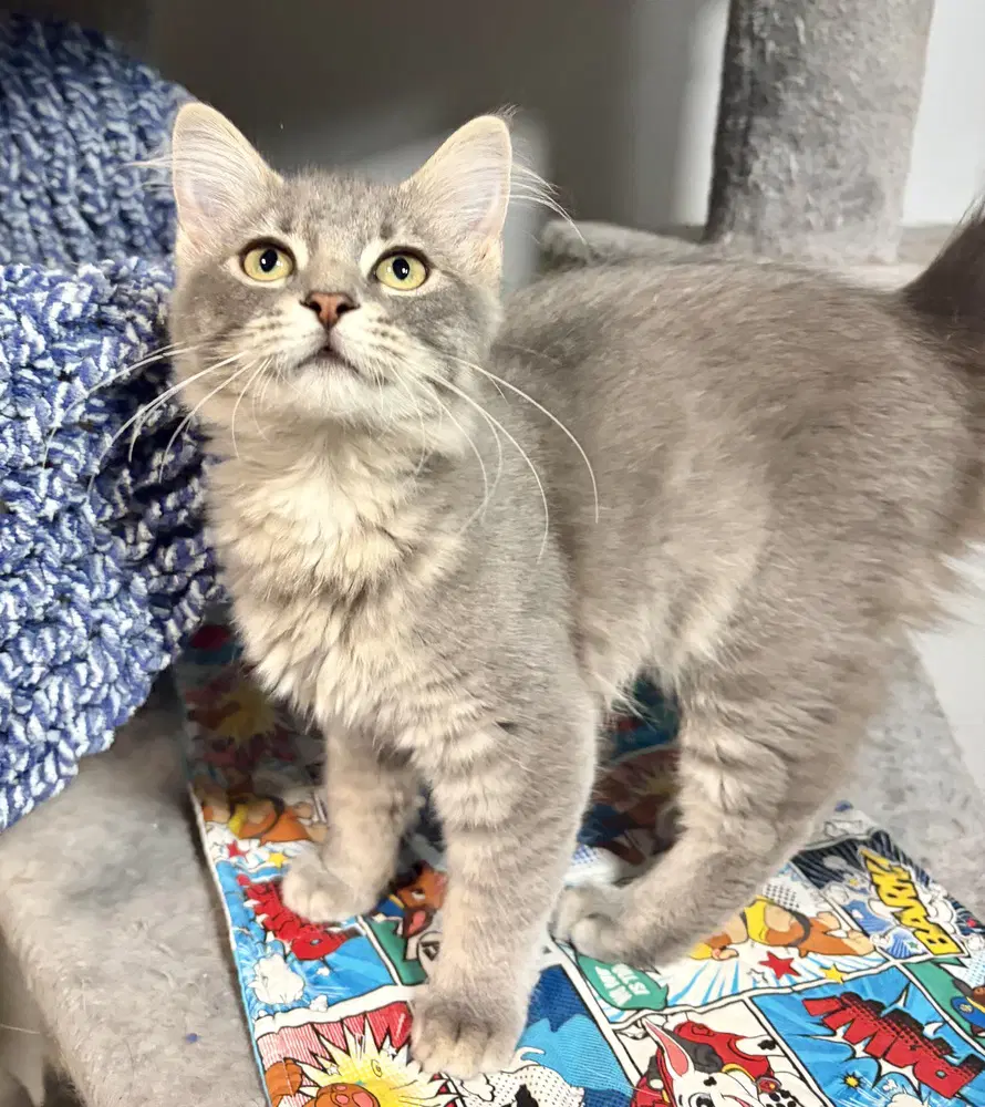 Iris - Domestic Medium Hair