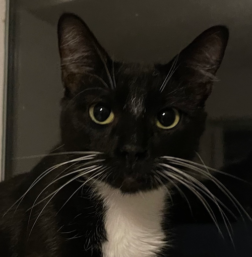 picture of the cat needing adoption