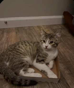 Flint, a cat for adoption from Heartland Humane Society of Missouri