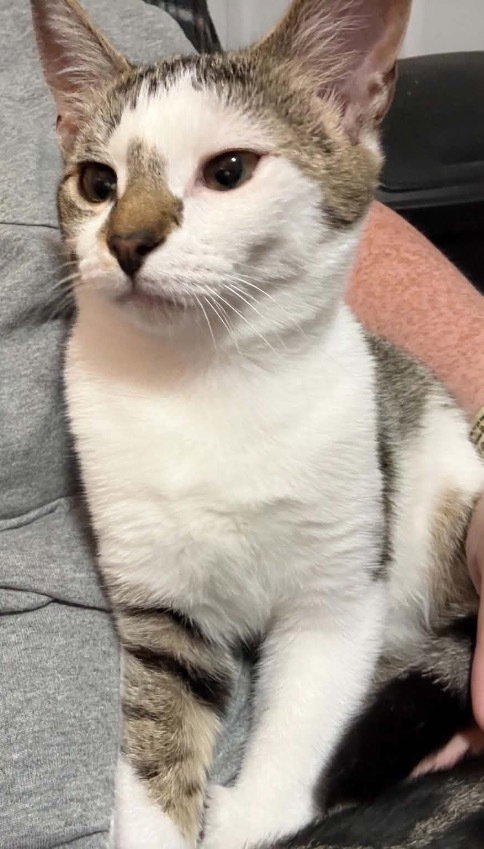 Jade, a cat for adoption from Heartland Humane Society of Missouri