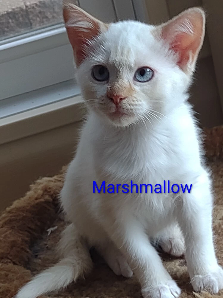Marshmallow