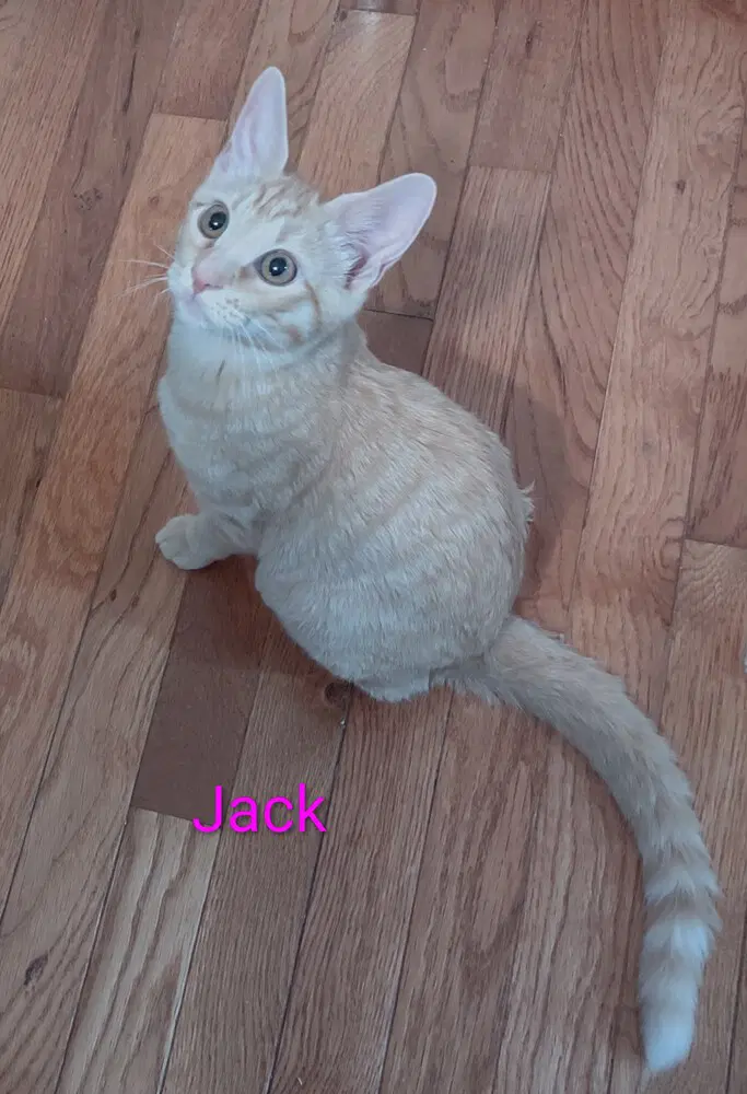 Jack - Domestic Short Hair