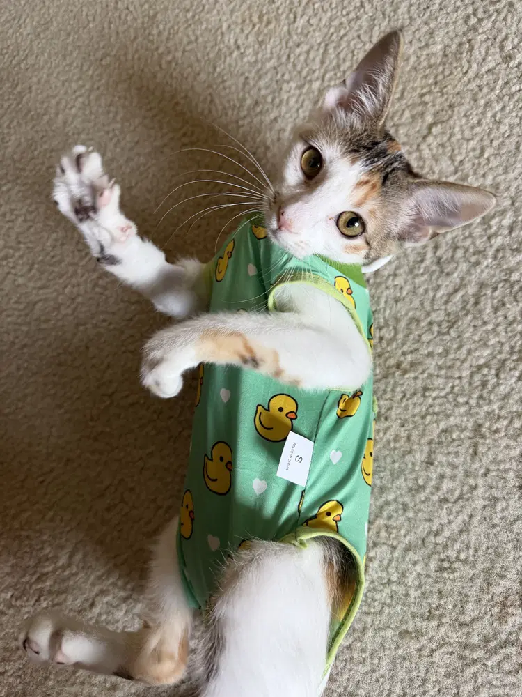 Buffy - Calico