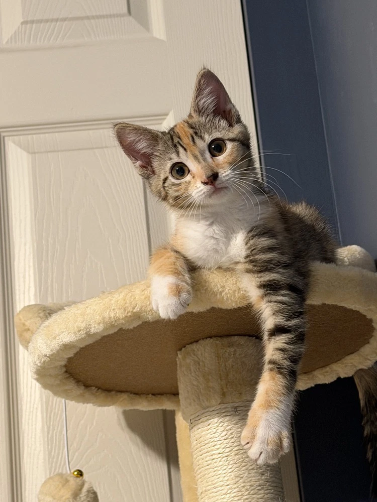 Willow