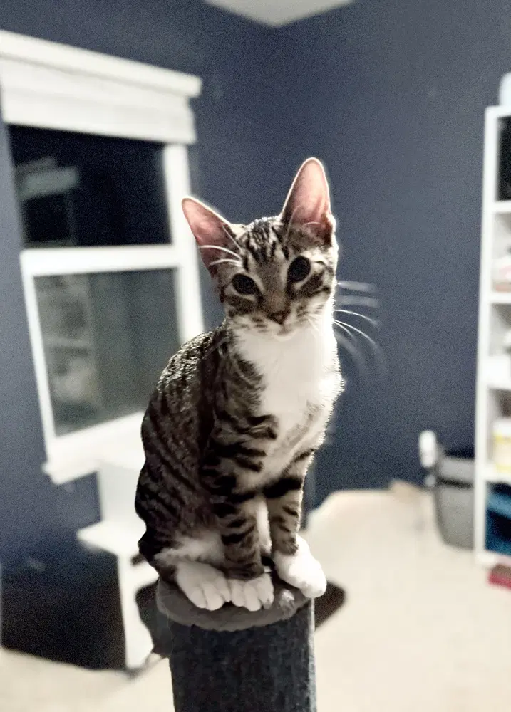 Spike - Domestic Short Hair