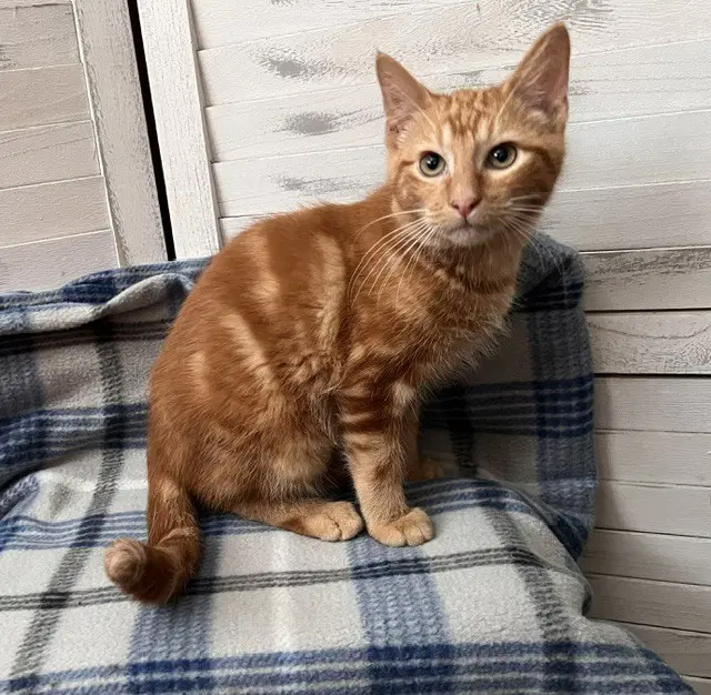 Jackson - Domestic Short Hair