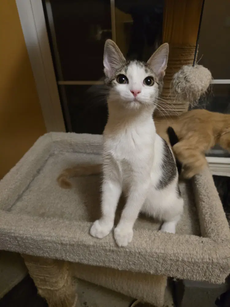 Kam - Domestic Short Hair