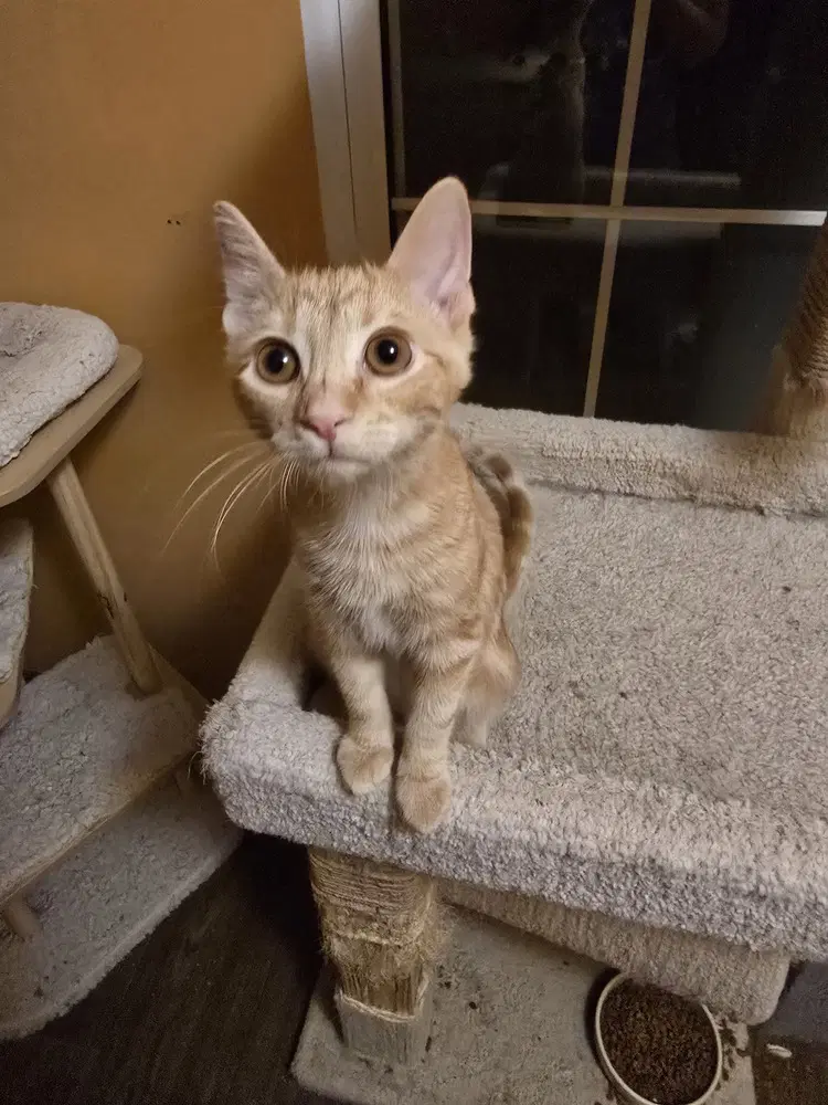 Craig - Domestic Short Hair