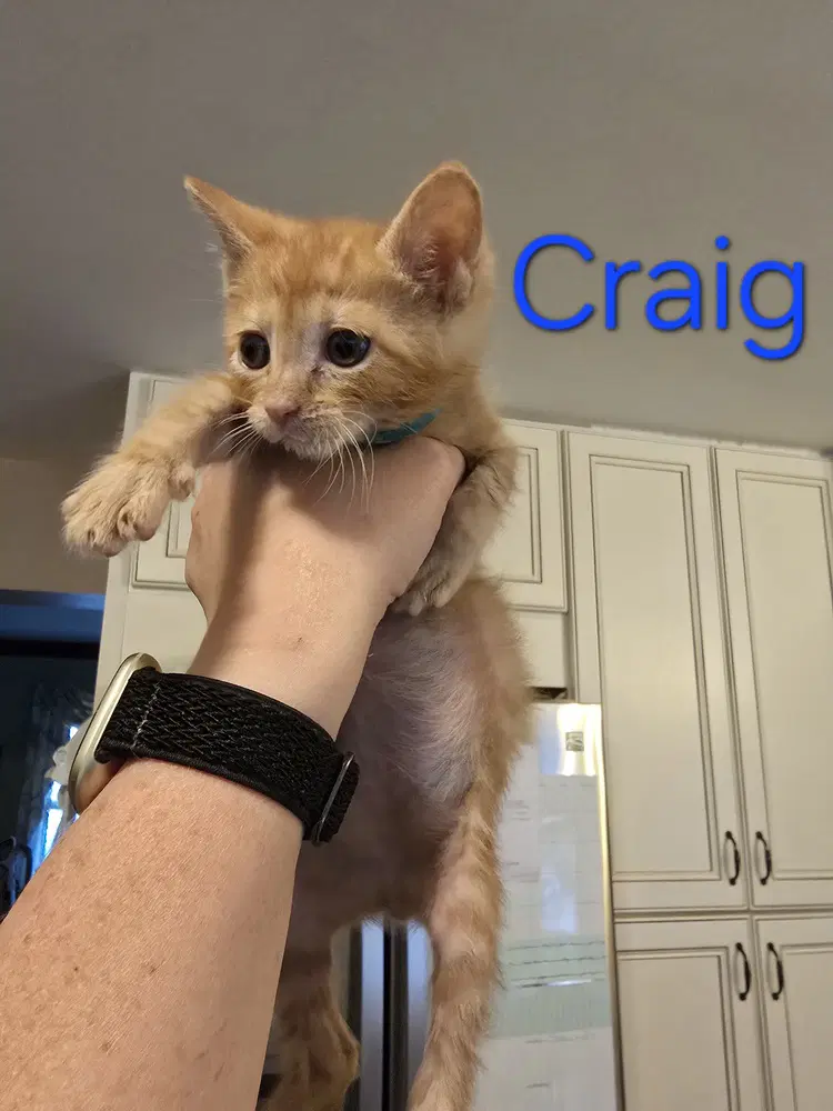 Craig image 4