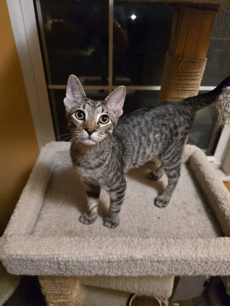 Doug - Domestic Short Hair