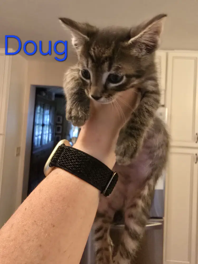 Doug image 3