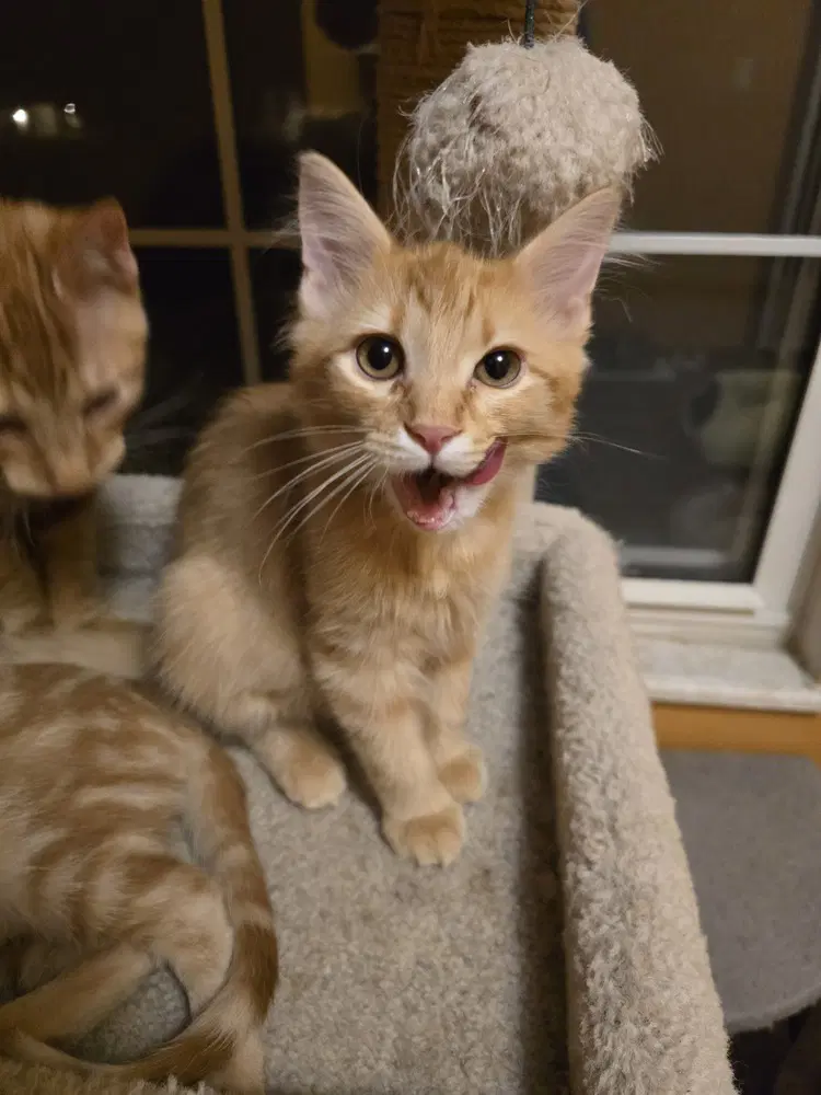 Eric - Domestic Long Hair