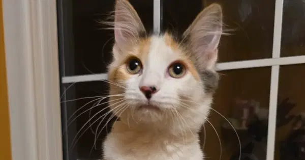 Emma - Domestic Long Hair