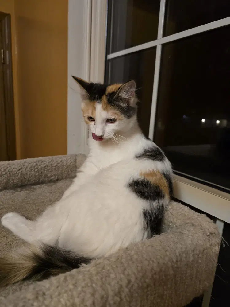 Emma image 4