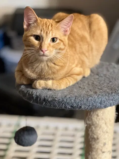 Jersey - Domestic Short Hair