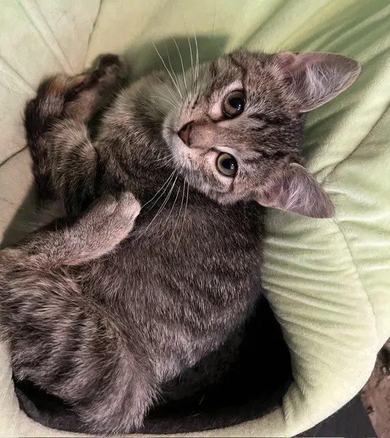 Josie - Domestic Short Hair